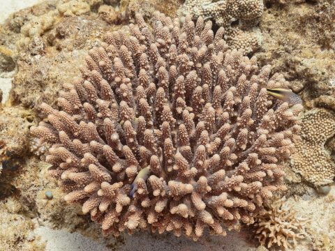 Healthy hard coral garden in clear, sunlit tropical water