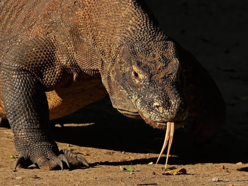 Komodo dragon walking in its natural habitat in Komodo National Park, Indonesia