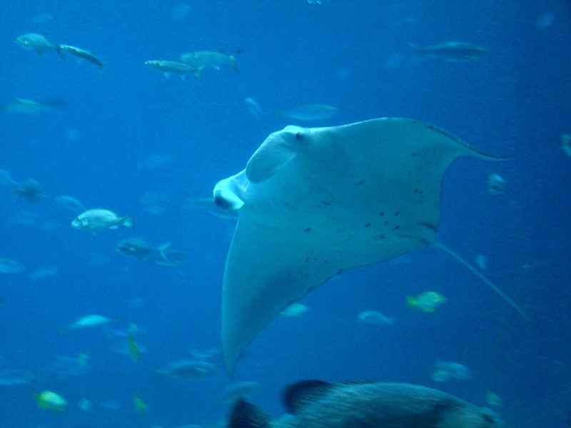 Reef manta ray gliding through clear water near Manta Point, Komodo National Park