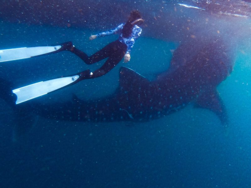 Snorkeler observing a whale shark feeding near the surface in Saleh Bay, Sumbawa