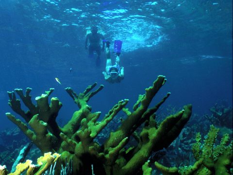 Snorkelers exploring a shallow tropical coral reef in clear water