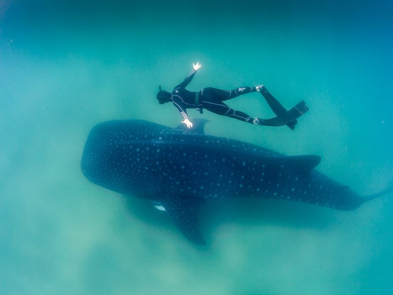 Freediver swimming above a whale shark in green-blue open water